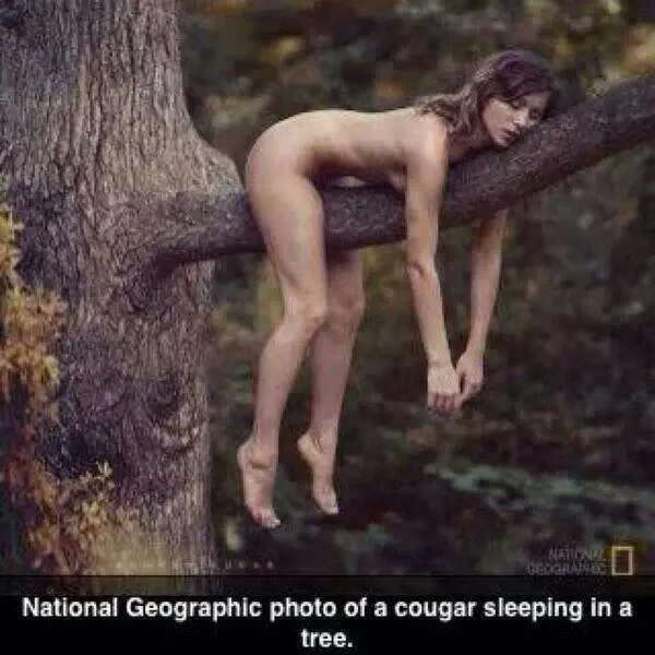 cougar sleeping.webp