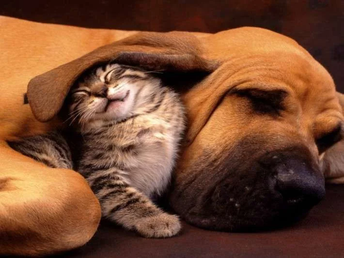 Courageous-Cat-710x533.webp