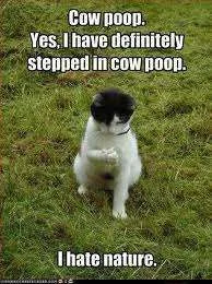 Cow poo.webp