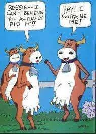 Cow rings.webp