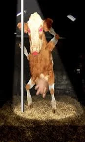 Cow.webp