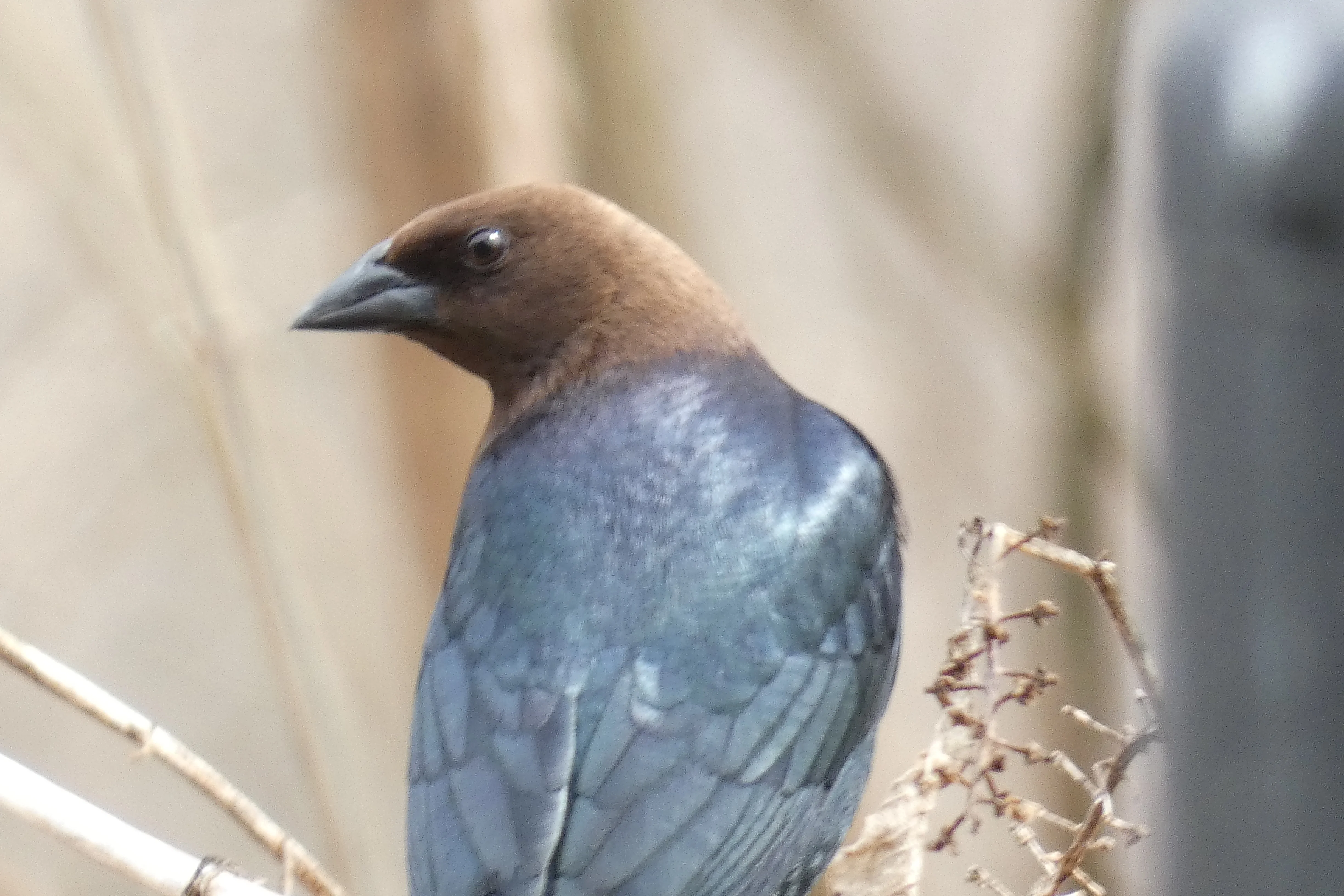 cowbird_2.webp