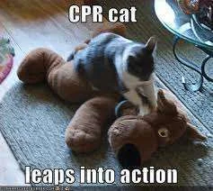 CPR Cat.webp