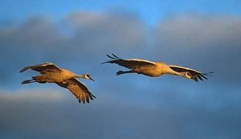 crane006.webp
