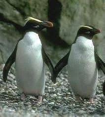 crested penguins.webp