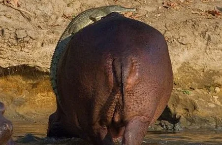 Crocodile-Takes-a-Ride-on-Hippo-3.webp