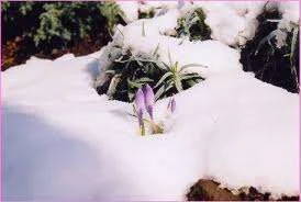 Crocus in snow.webp