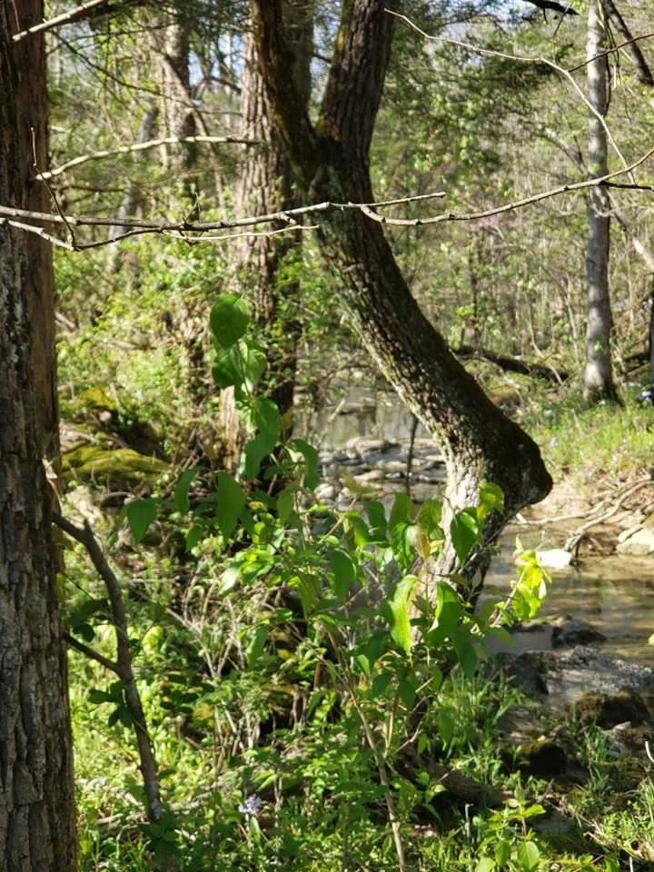 Crooked tree with creek.webp