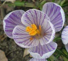 croucus.webp