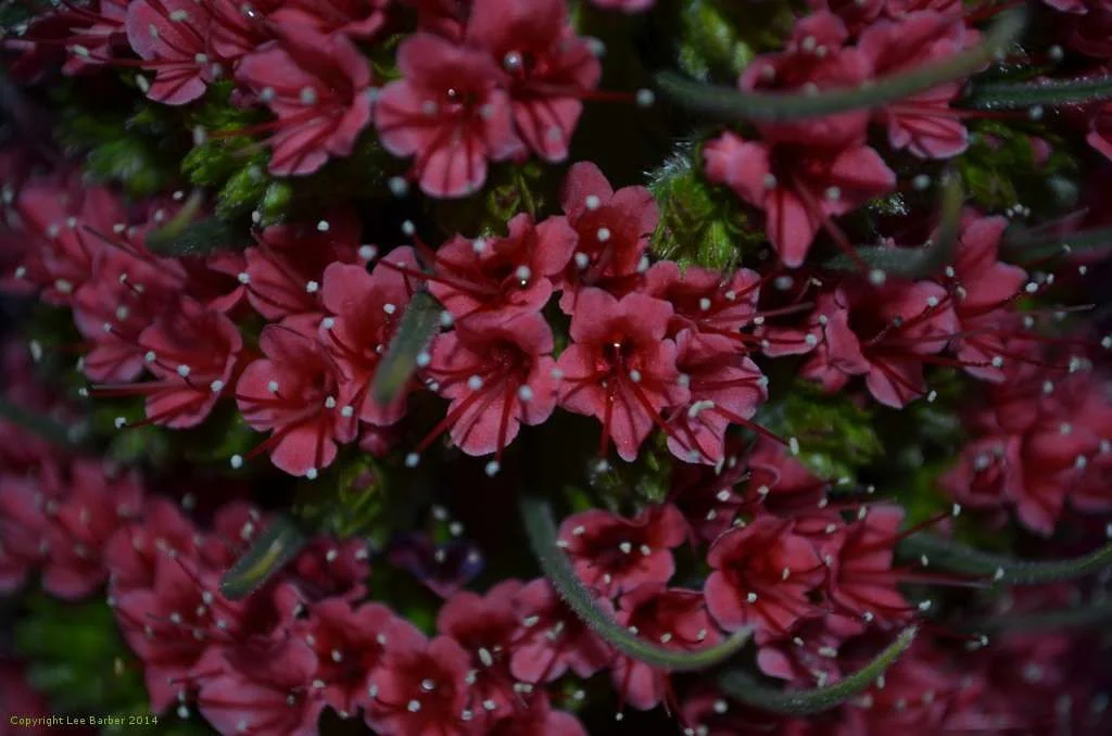 Crown of Jewels.webp