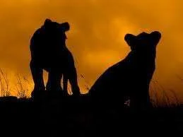 Cub silhouettes.webp