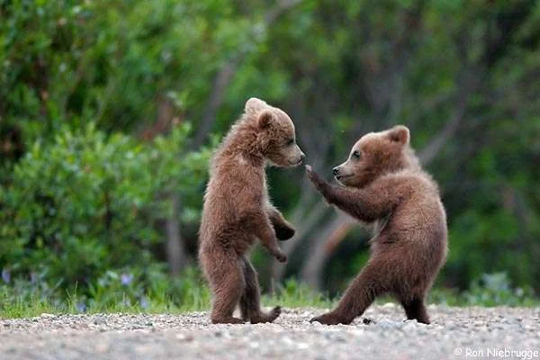 cubs.webp