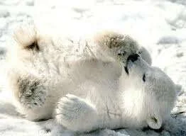 cute bear 1.webp