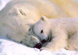 cute bear 2.webp