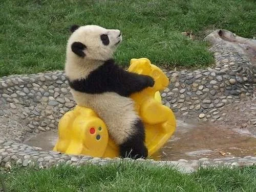 cute bear 3.webp