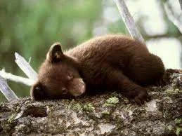 cute bear.webp
