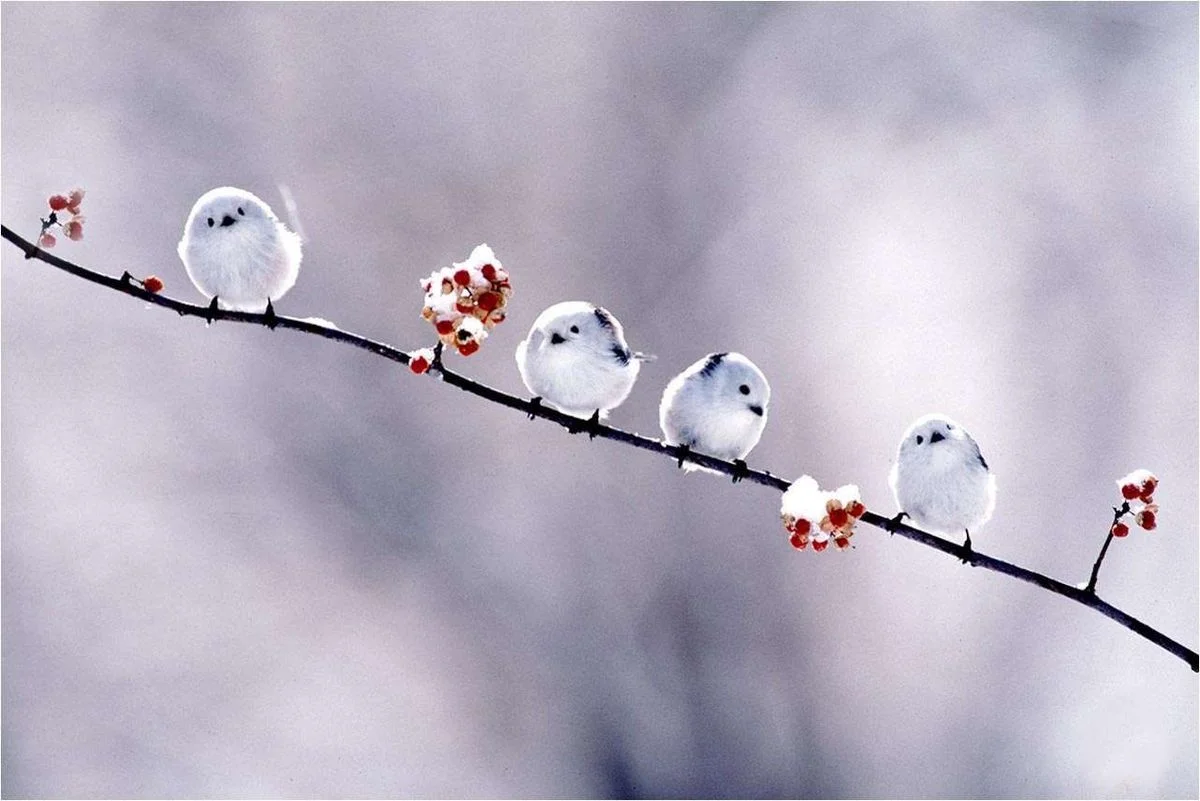 cute birds.webp