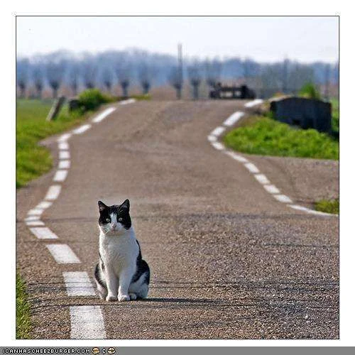 cute cat on road.webp