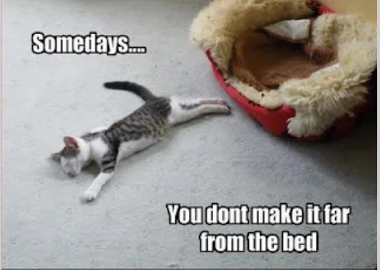 cute cat saying not far from the bed.webp