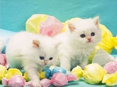 Cute-Cats-cats-17390040-400-300.webp