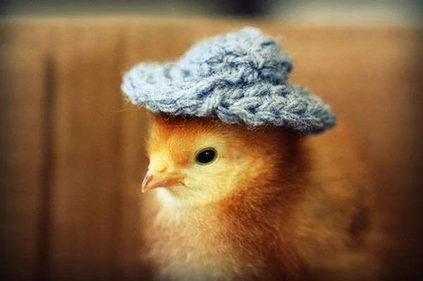 cute-chick-with-woolen-cap.webp