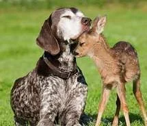 cute,deer,dog,love-dd47463517443e5c7b807b92618bf5d6_m.webp