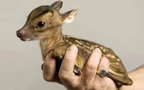 cute-deer-rupert.webp