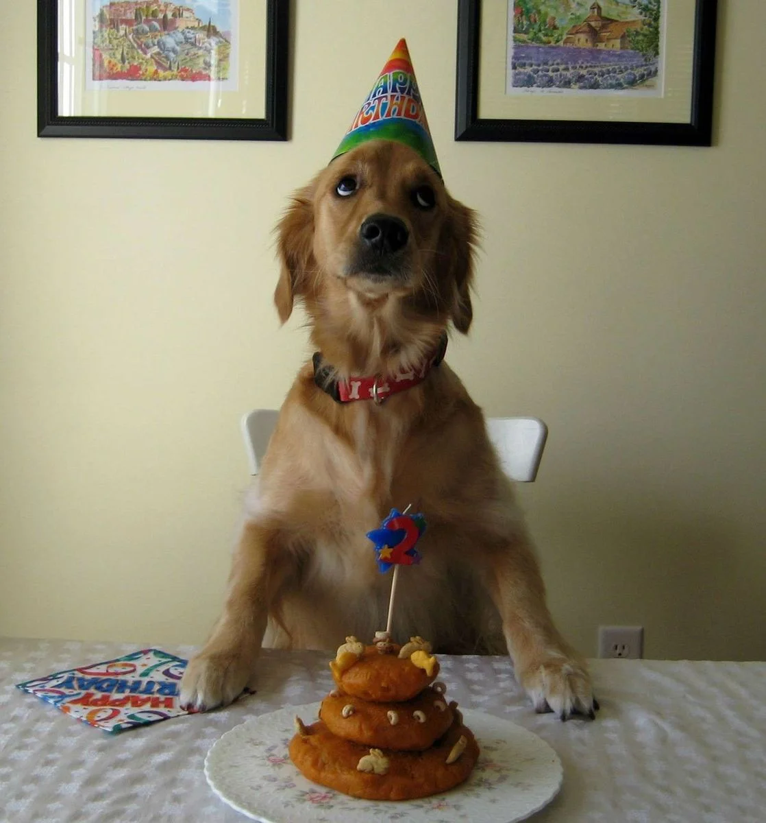 cute-dog.webp