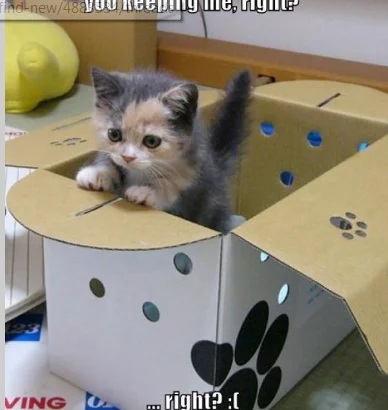 cute kitten in box.webp