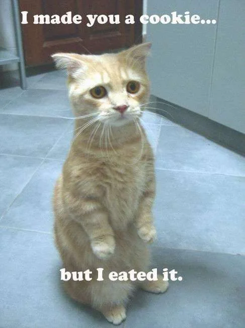 cute kitty .webp