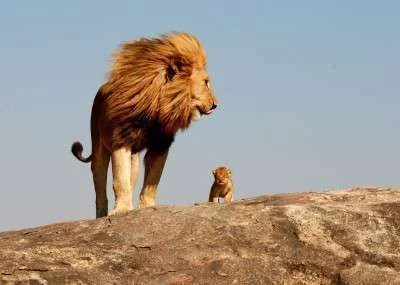 cute-lion-cub-and-dad-400x285.webp