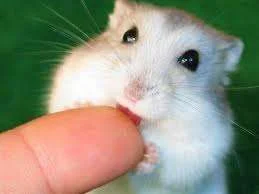 cute mouse licking.webp