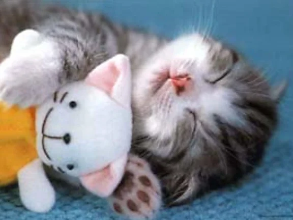 cute picture of a kitten hugging a stuffed cat.webp