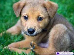 Cute pup.webp