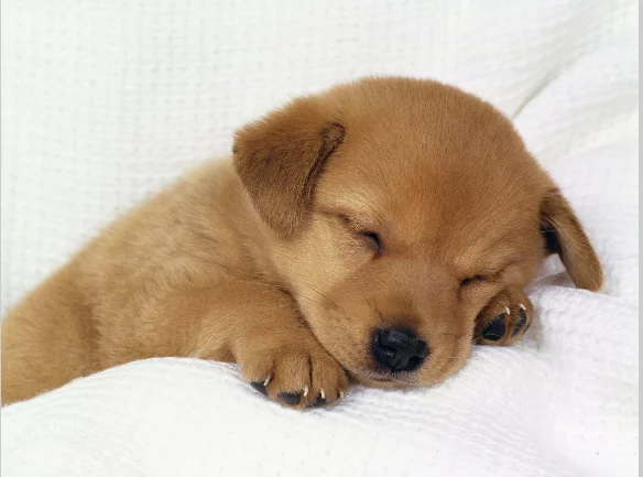 cute puppy.webp
