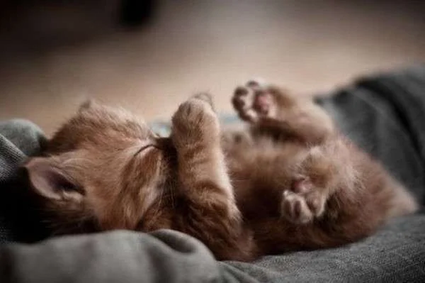 cute-sleeping-kitten.webp