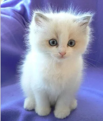 cute white kitten.webp