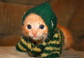 cute1.webp