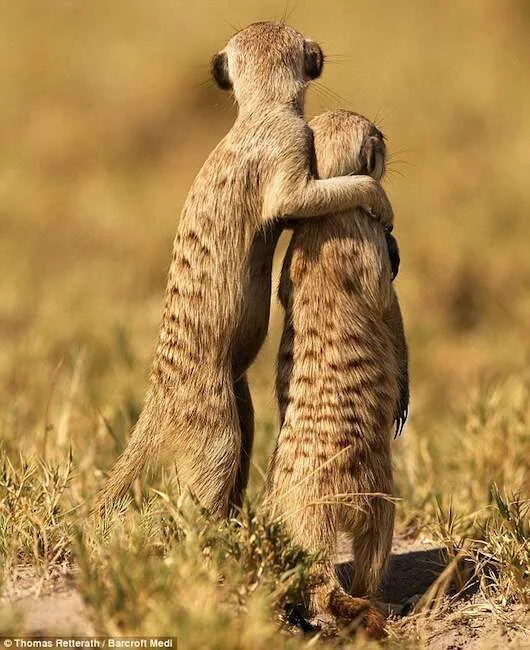 cute24.webp