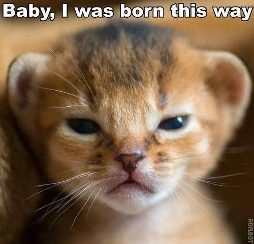cute3.webp