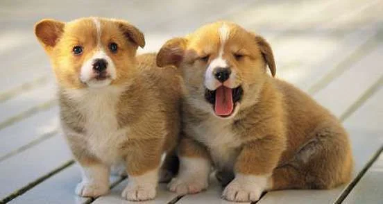 cute_baby_animals_13.webp