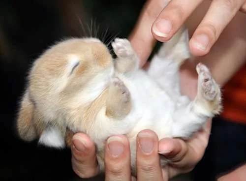 cute_hamster_by_obessedichirukifan-d339l4l.webp