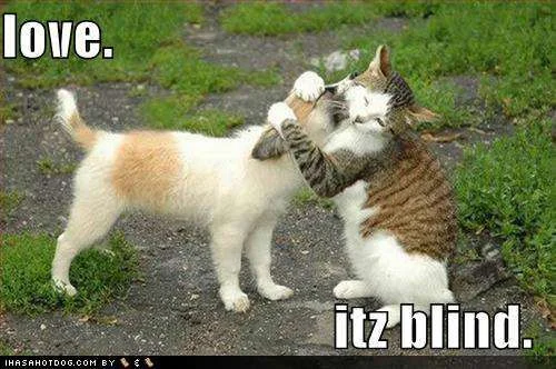 cute_puppy_pictures_cat_hugs_puppy_cute_1-s500x332-47522-580.webp