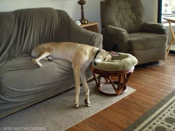 cutedog1.webp