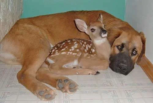 cutedogdear.webp