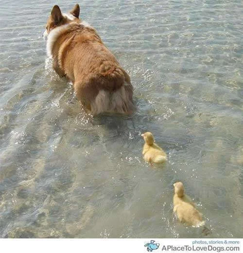 cutedogducks.webp
