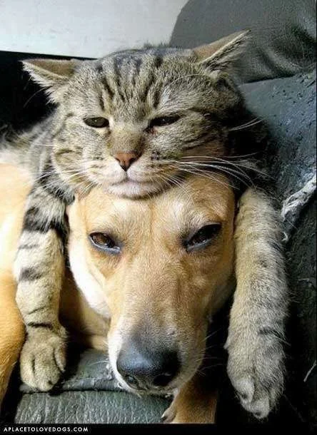 cutedogkitty1.webp