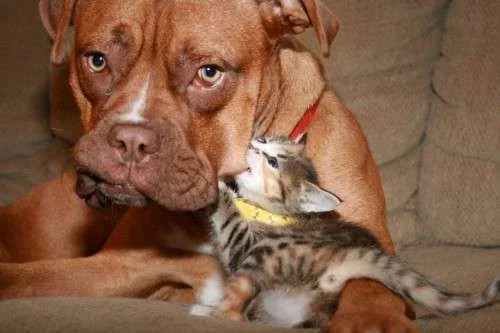 cutedogkitty3.webp