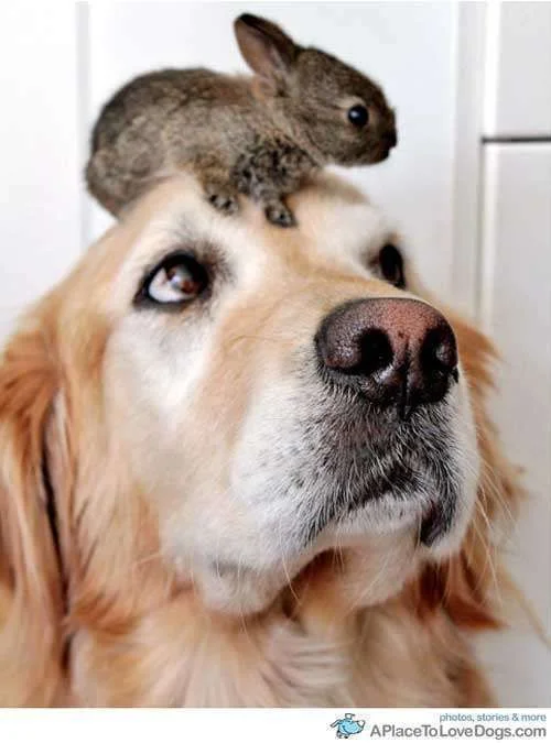 cutedogsbunny.webp