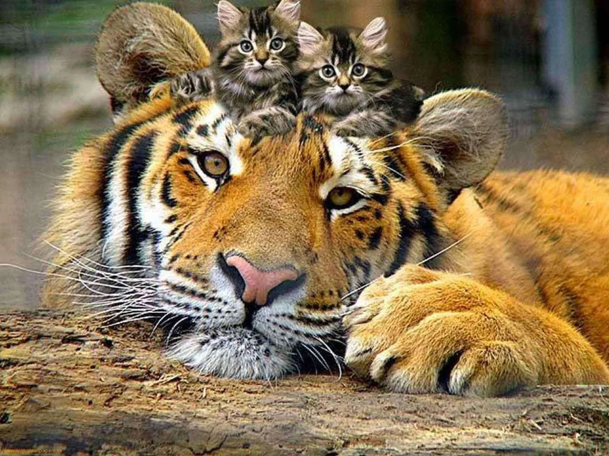 cutephotos.webp